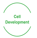 Graphic icon featuring the text "cell development" inside a green circle.